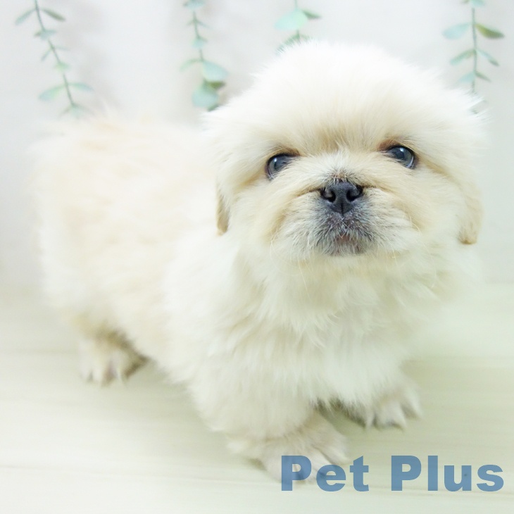 愛知県のペキニーズ (ペットプラス ナゴヤドーム前店/2025年10月27日生まれ/男の子/クリーム)の子犬の1枚目の画像