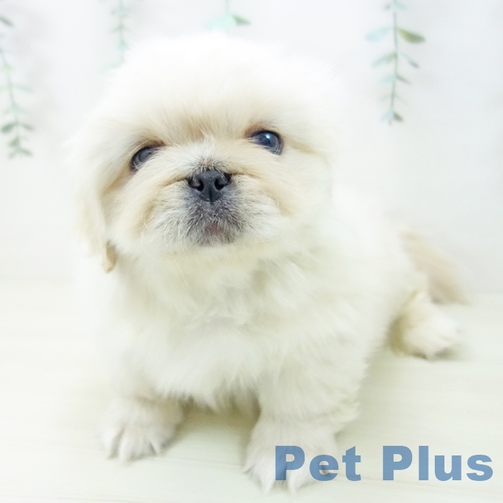 愛知県のペキニーズ (ペットプラス ナゴヤドーム前店/2025年10月27日生まれ/男の子/クリーム)の子犬の2枚目の画像