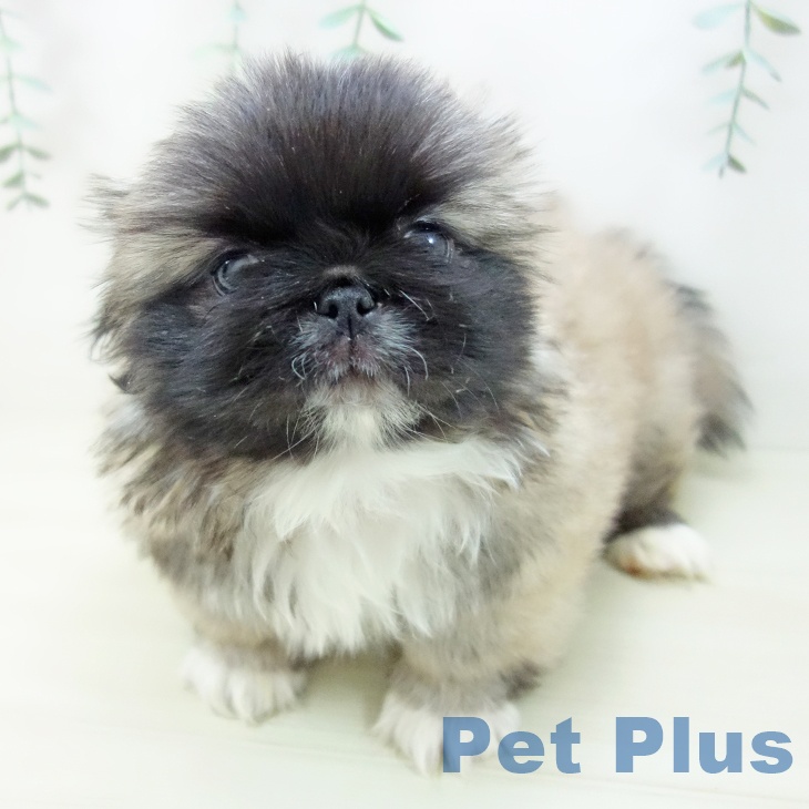 福井県のペキニーズ (ペットプラス 福井店/2025年10月27日生まれ/男の子/フォーンホワイト)の子犬の1枚目の画像