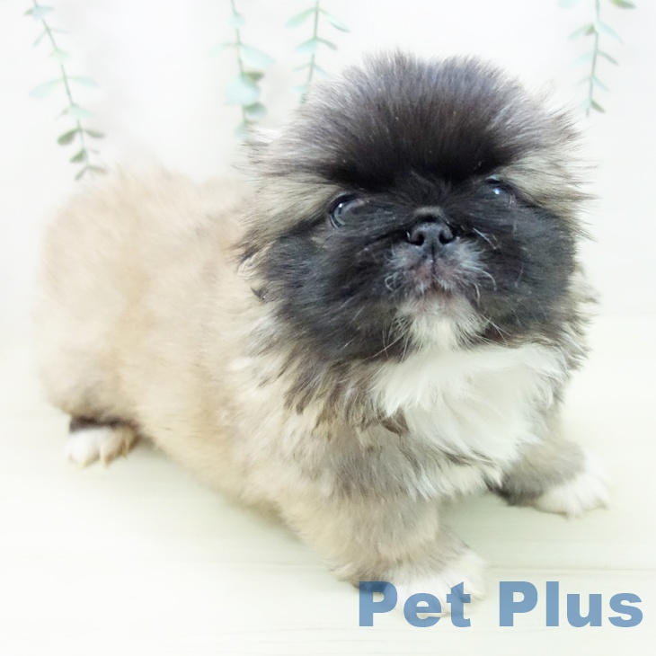 福井県のペキニーズ (ペットプラス 福井店/2025年10月27日生まれ/男の子/フォーンホワイト)の子犬の2枚目の画像