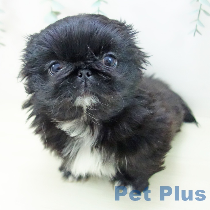 千葉県のペキニーズ (ペッツワン 千葉ニュータウン店/2025年10月27日生まれ/女の子/ブラックホワイト)の子犬の1枚目の画像