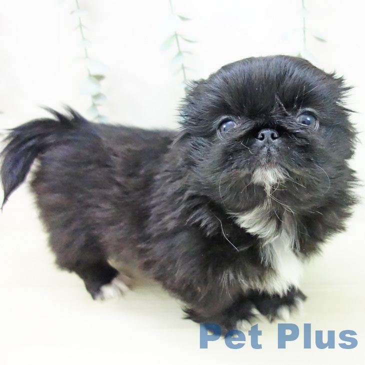 千葉県のペキニーズ (ペッツワン 千葉ニュータウン店/2025年10月27日生まれ/女の子/ブラックホワイト)の子犬の2枚目の画像