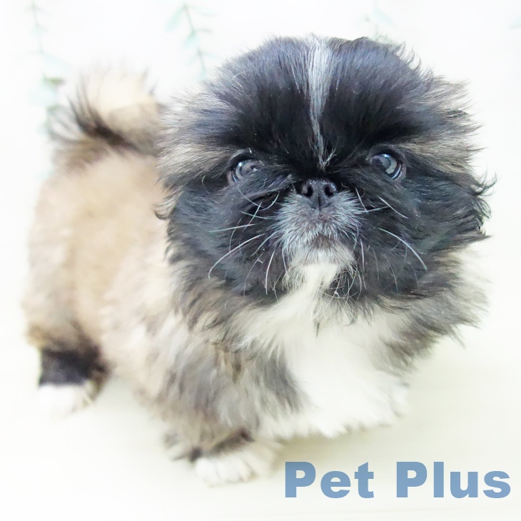岐阜県のペキニーズ (ペットプラス 光ケ丘店/2025年10月27日生まれ/女の子/フォーンホワイト)の子犬の1枚目の画像