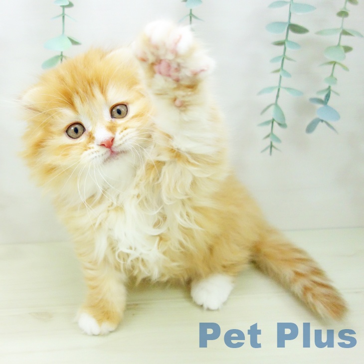 千葉県のスコティッシュフォールド (ペットプラス 幕張新都心店/2025年10月26日生まれ/女の子/レッドタビーホワイト)の子猫の1枚目の画像