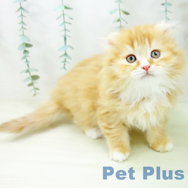 千葉県のスコティッシュフォールド (ペットプラス 幕張新都心店/2025年10月26日生まれ/女の子/レッドタビーホワイト)の子猫の2枚目の画像