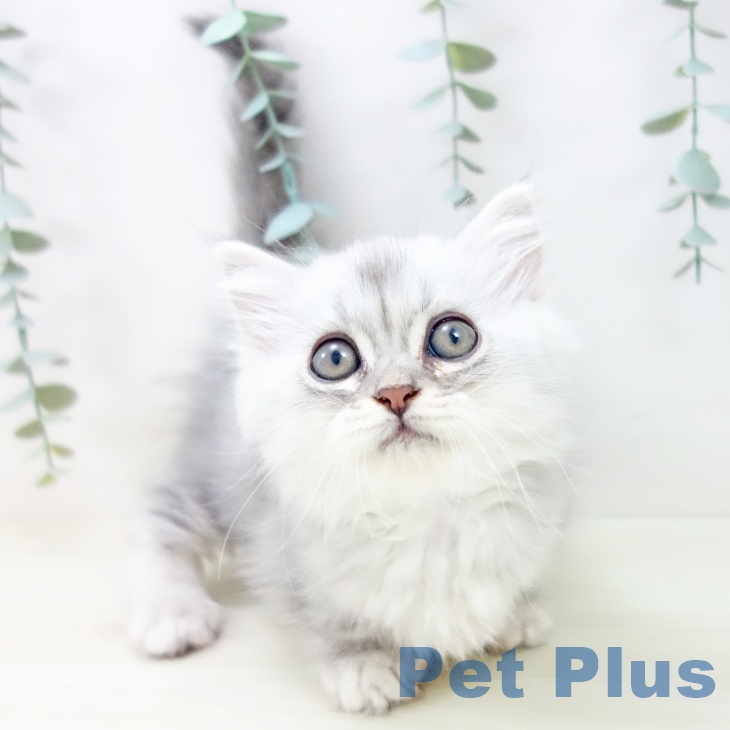 群馬県のミヌエット (ペットプラス イオンモール太田店/2025年10月28日生まれ/男の子/ブルータビー)の子猫の1枚目の画像