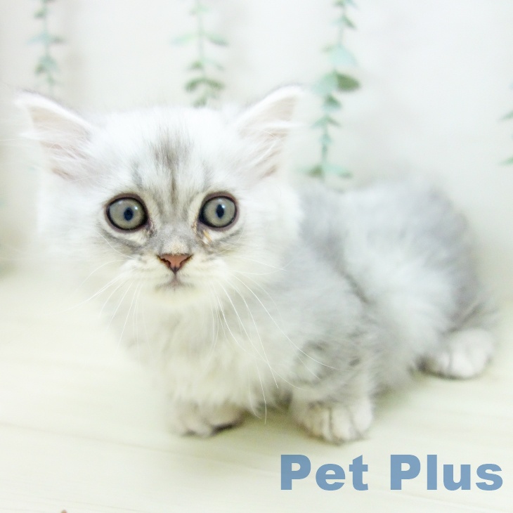 群馬県のミヌエット (ペットプラス イオンモール太田店/2025年10月28日生まれ/男の子/ブルータビー)の子猫の2枚目の画像