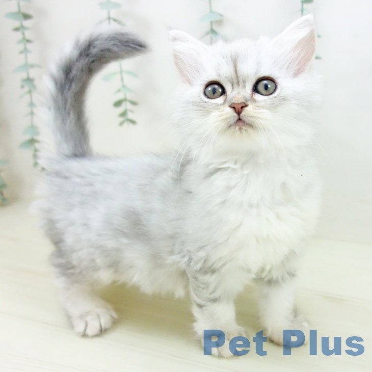 埼玉県のミヌエット (ペットプラス ららぽーと富士見店/2025年10月28日生まれ/女の子/ブルータビー)の子猫の2枚目の画像