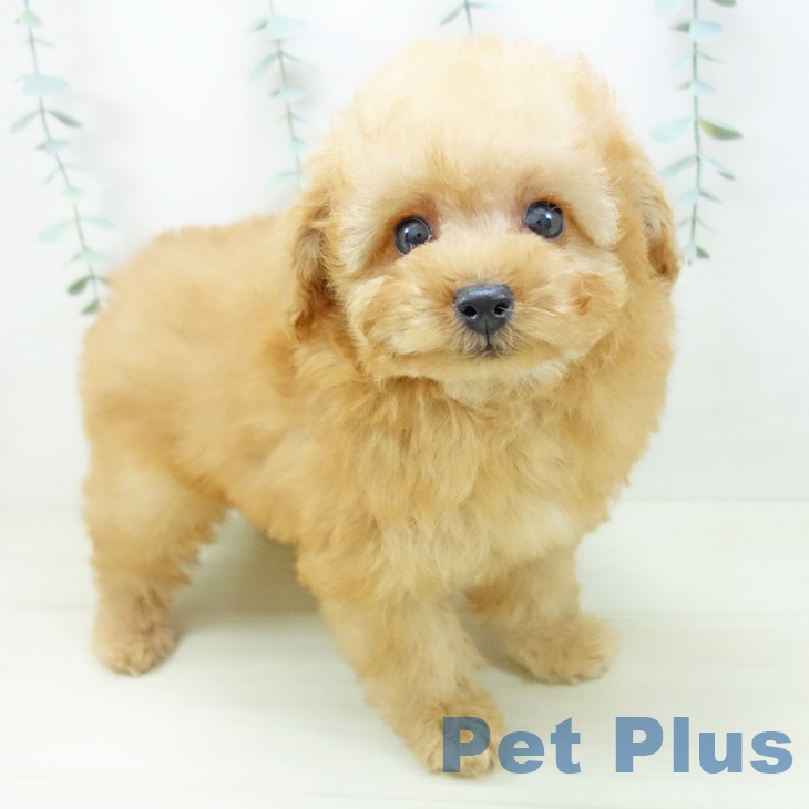 石川県のトイプードル(トイ) (ペットプラス 白山店/2025年10月25日生まれ/男の子/アプリコット)の子犬の1枚目の画像