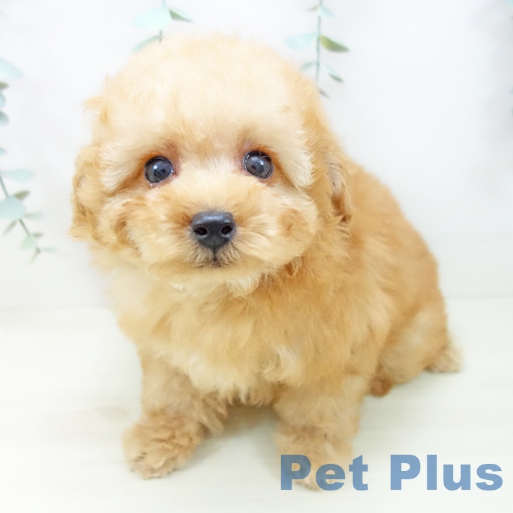 石川県のトイプードル(トイ) (ペットプラス 白山店/2025年10月25日生まれ/男の子/アプリコット)の子犬の2枚目の画像