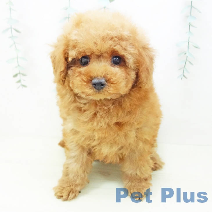 石川県のトイプードル(トイ) (ペットプラス 新小松店/2025年10月25日生まれ/女の子/アプリコット)の子犬の1枚目の画像