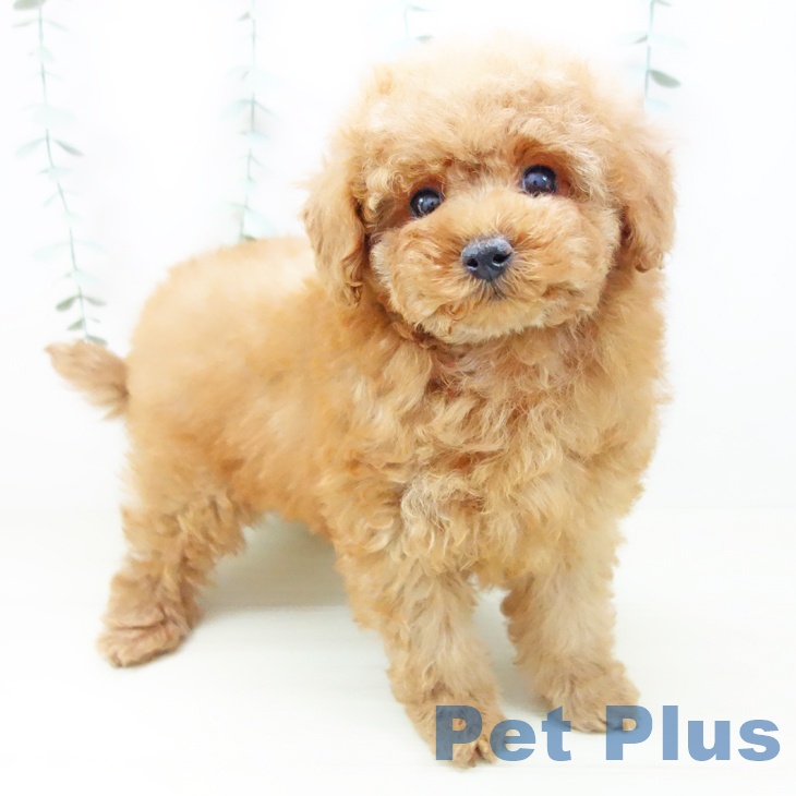 石川県のトイプードル(トイ) (ペットプラス 新小松店/2025年10月25日生まれ/女の子/アプリコット)の子犬の2枚目の画像