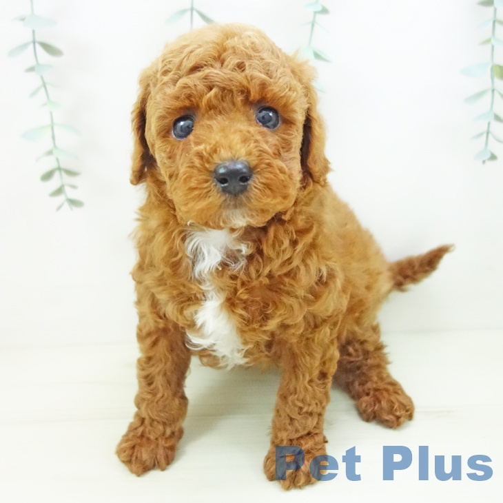 愛知県のトイプードル(トイ) (ペットプラス 豊橋牧野店/2025年10月30日生まれ/男の子/レッド)の子犬の2枚目の画像