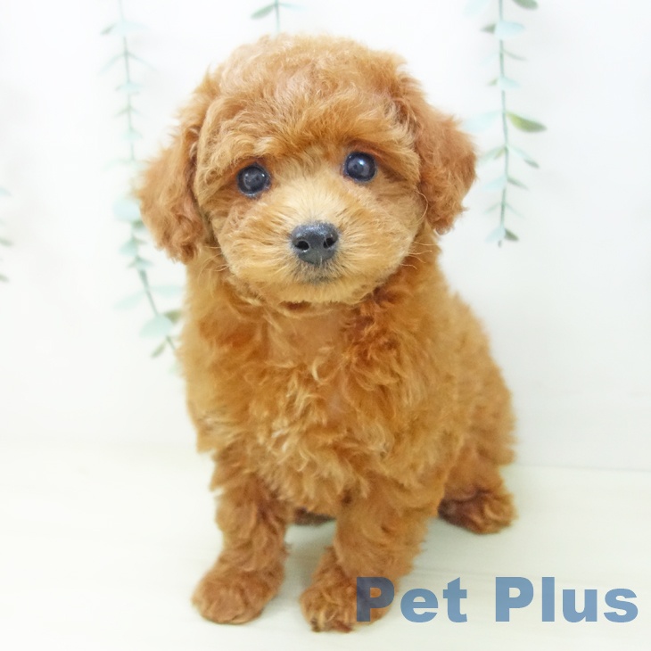 愛知県のトイプードル(トイ) (ペットプラス 岡崎店/2025年10月26日生まれ/女の子/レッド)の子犬の1枚目の画像