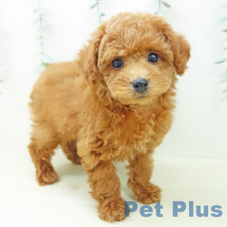 愛知県のトイプードル(トイ) (ペットプラス 岡崎店/2025年10月26日生まれ/女の子/レッド)の子犬の2枚目の画像