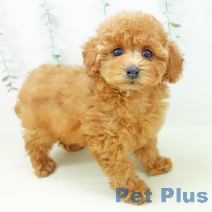 愛知県のトイプードル(トイ) (ペットプラス ナゴヤドーム前店/2025年10月26日生まれ/女の子/レッド)の子犬の1枚目の画像