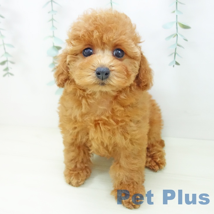 愛知県のトイプードル(トイ) (ペットプラス ナゴヤドーム前店/2025年10月26日生まれ/女の子/レッド)の子犬の2枚目の画像