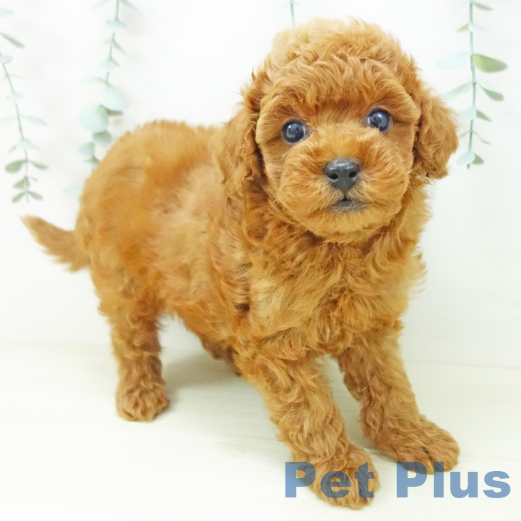 富山県のトイプードル(トイ) (ペットプラス 高岡店/2025年10月30日生まれ/男の子/レッド)の子犬の1枚目の画像