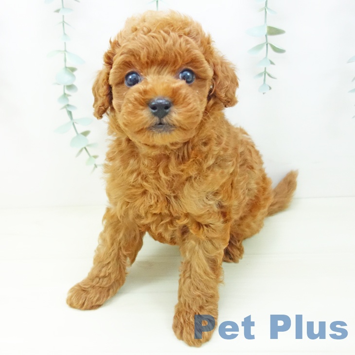 富山県のトイプードル(トイ) (ペットプラス 高岡店/2025年10月30日生まれ/男の子/レッド)の子犬の2枚目の画像