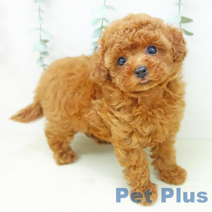 愛知県のトイプードル(トイ) (ペットプラス イオンモール豊川店/2025年10月30日生まれ/男の子/レッド)の子犬の2枚目の画像