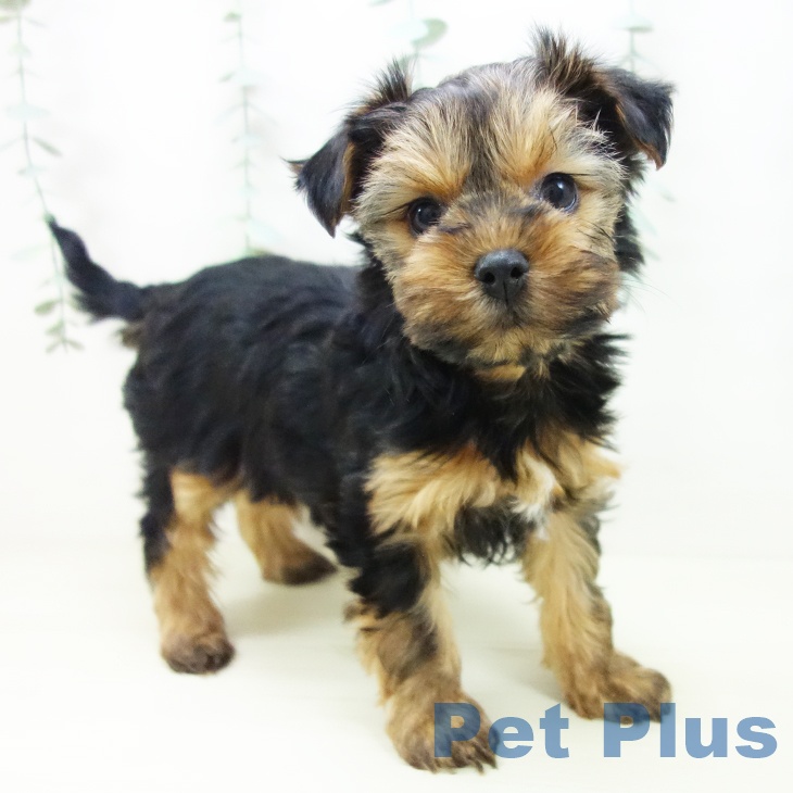 三重県のヨークシャーテリア (ペットプラス 鈴鹿店/2025年10月25日生まれ/女の子/スチールブルータン)の子犬の1枚目の画像