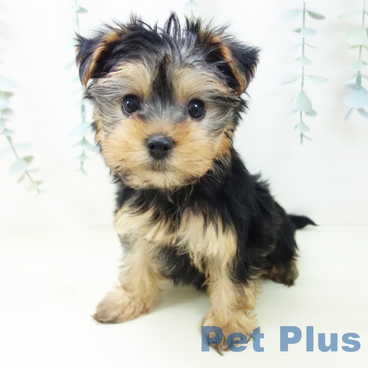愛知県のヨークシャーテリア (ペットプラス 則武新町店/2025年10月25日生まれ/女の子/スチールブルータン)の子犬の1枚目の画像