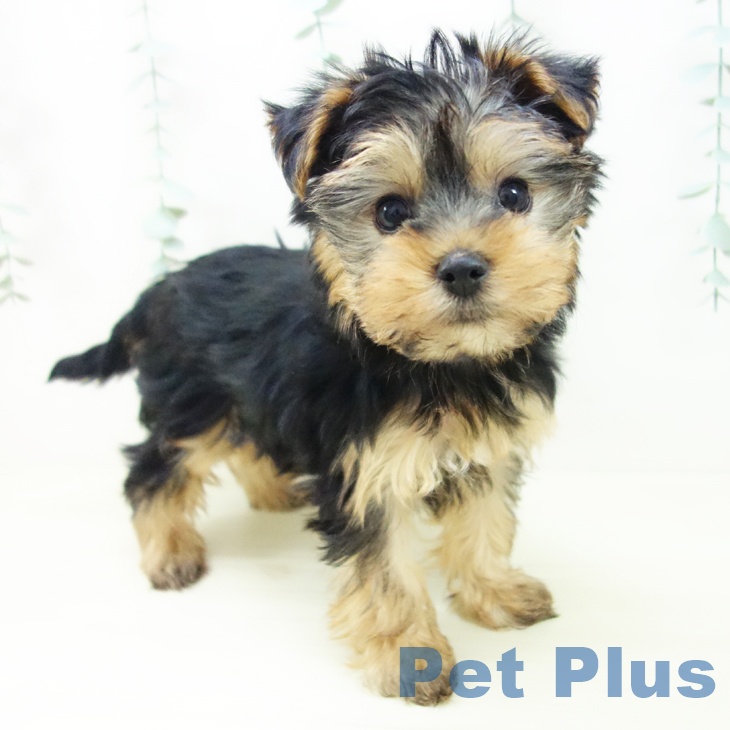 愛知県のヨークシャーテリア (ペットプラス 則武新町店/2025年10月25日生まれ/女の子/スチールブルータン)の子犬の2枚目の画像