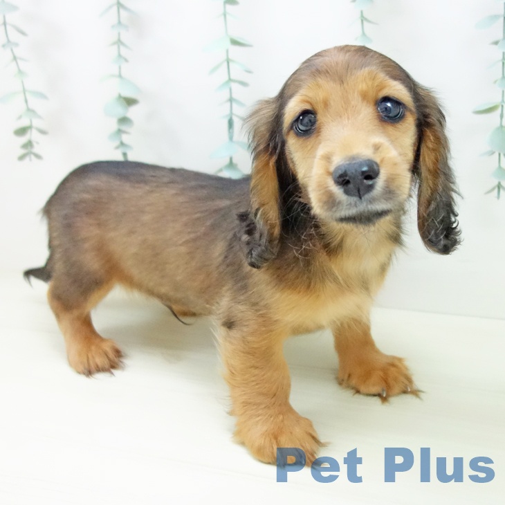 三重県のミニチュアダックスフンド(ロング) (ペットプラス 津南店/2025年10月27日生まれ/男の子/レッド)の子犬の1枚目の画像