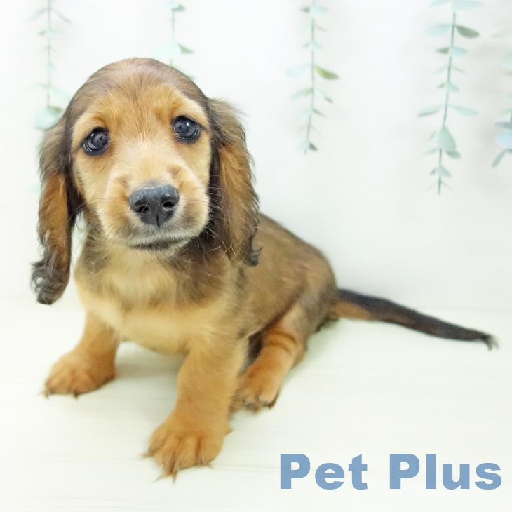 三重県のミニチュアダックスフンド(ロング) (ペットプラス 津南店/2025年10月27日生まれ/男の子/レッド)の子犬の2枚目の画像