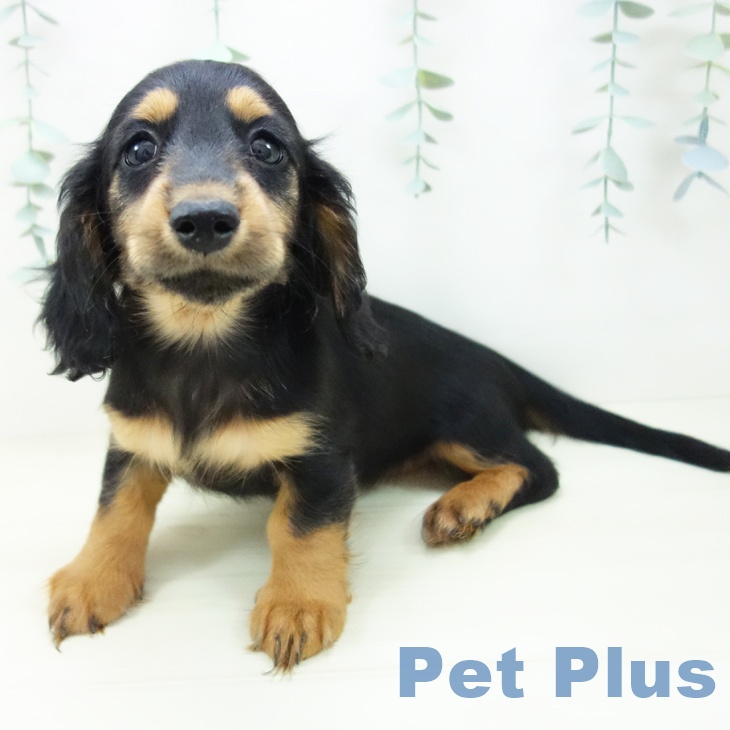 愛知県のミニチュアダックスフンド(ロング) (ペットプラス 東浦店/2025年10月27日生まれ/女の子/ブラックタン)の子犬の2枚目の画像