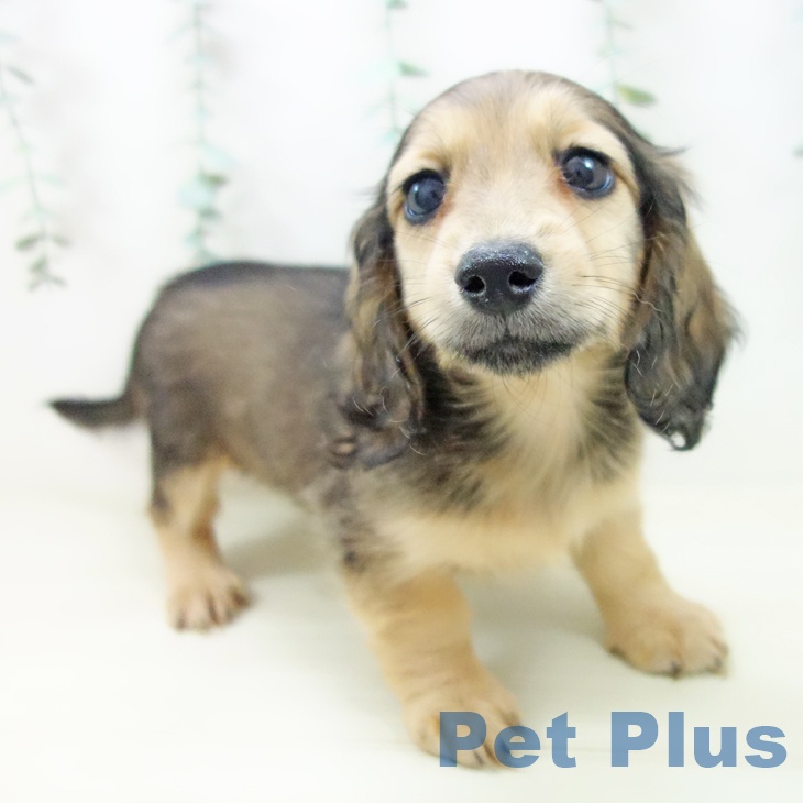 福井県のミニチュアダックスフンド(ロング) (ペットプラス 福井店/2025年10月27日生まれ/女の子/シェーデットイエロー)の子犬の1枚目の画像