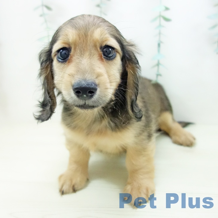 福井県のミニチュアダックスフンド(ロング) (ペットプラス 福井店/2025年10月27日生まれ/女の子/シェーデットイエロー)の子犬の2枚目の画像