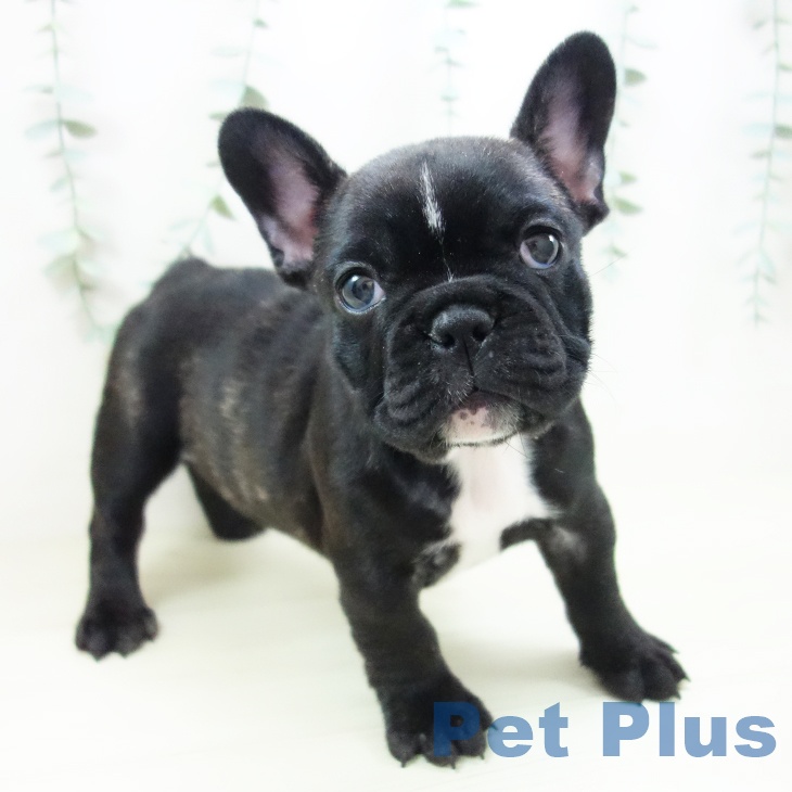 岐阜県のフレンチブルドッグ (ペットプラス 各務原店/2025年10月30日生まれ/女の子/ブリンドル)の子犬の1枚目の画像