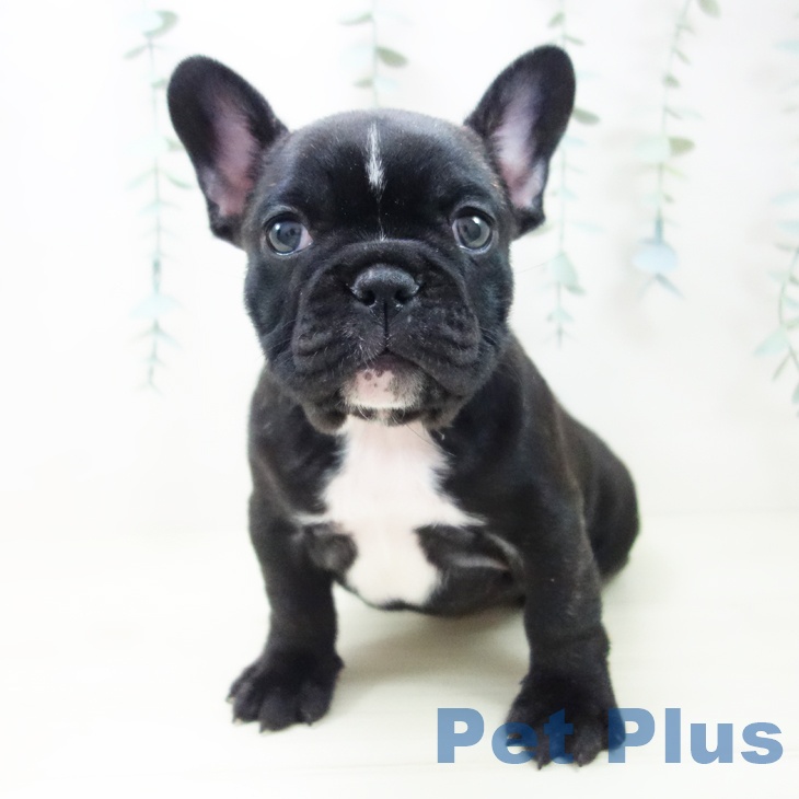 岐阜県のフレンチブルドッグ (ペットプラス 各務原店/2025年10月30日生まれ/女の子/ブリンドル)の子犬の2枚目の画像