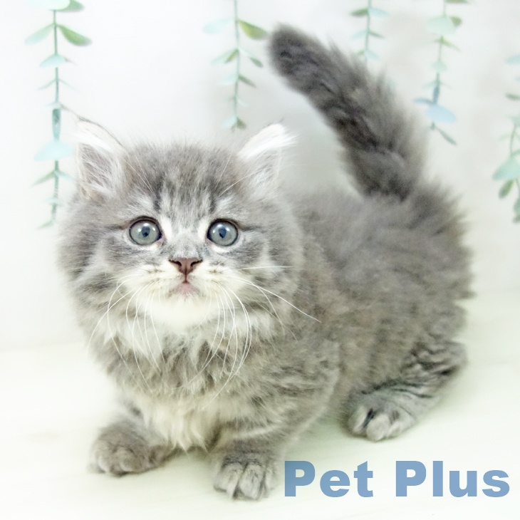 東京都のミヌエット (ペットプラス アクアシティお台場店/2025年10月29日生まれ/男の子/ブルータビー)の子猫