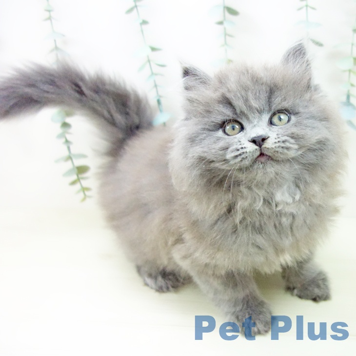 埼玉県のサイベリアン (ペットプラス コクーンシティ店/2025年10月27日生まれ/男の子/ブルータビー)の子猫の1枚目の画像