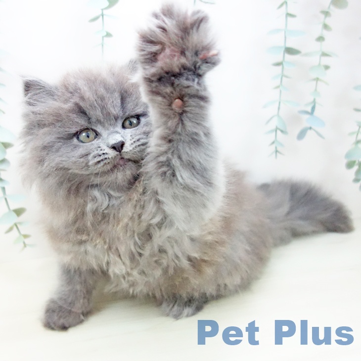 埼玉県のサイベリアン (ペットプラス コクーンシティ店/2025年10月27日生まれ/男の子/ブルータビー)の子猫の2枚目の画像