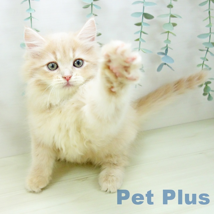 埼玉県のサイベリアン (ペッツワン 新座店/2025年10月30日生まれ/女の子/クリームタビー)の子猫の1枚目の画像