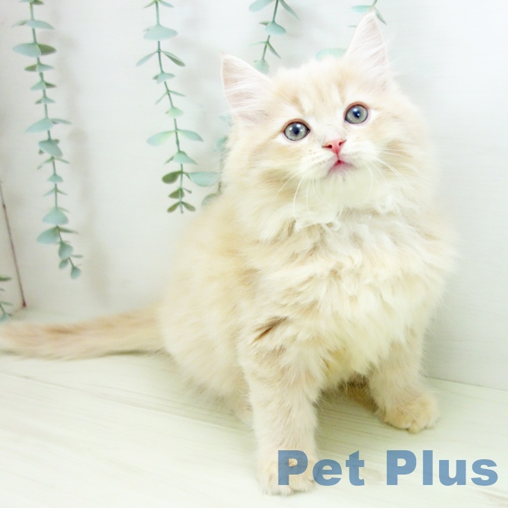 埼玉県のサイベリアン (ペッツワン 新座店/2025年10月30日生まれ/女の子/クリームタビー)の子猫の2枚目の画像