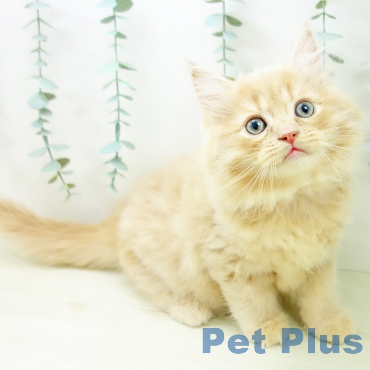 宮城県のサイベリアン (ペットプラス 仙台上杉店/2025年10月30日生まれ/男の子/クリームタビー)の子猫の1枚目の画像