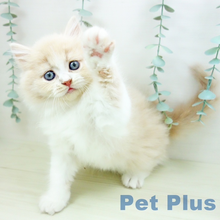 群馬県のラガマフィン (ペットプラス イオンモール太田店/2025年10月30日生まれ/男の子/クリームタビーホワイト)の子猫の1枚目の画像