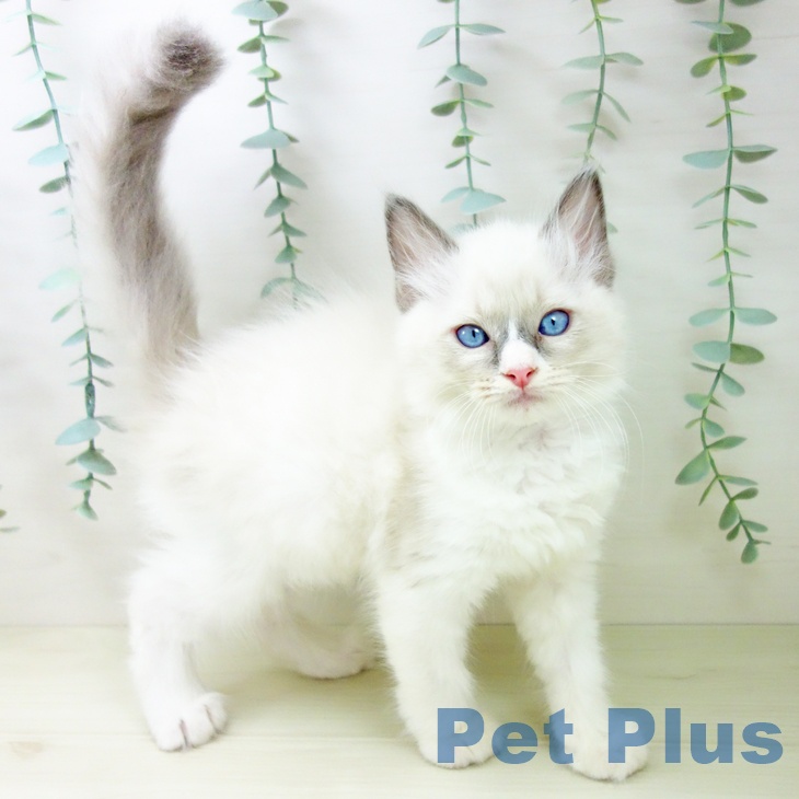 埼玉県のラグドール (ペットプラス ららぽーと新三郷店/2025年10月28日生まれ/男の子/ブルーポイントバイカラー)の子猫の1枚目の画像