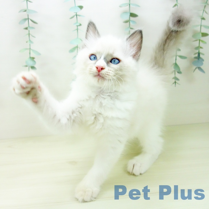 埼玉県のラグドール (ペットプラス ららぽーと新三郷店/2025年10月28日生まれ/男の子/ブルーポイントバイカラー)の子猫の2枚目の画像