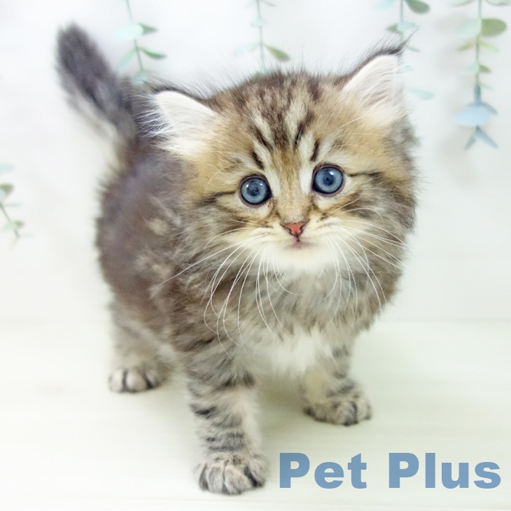 千葉県のサイベリアン (ペッツワン 千葉ニュータウン店/2025年10月30日生まれ/男の子/ブラウンタビー)の子猫の1枚目の画像