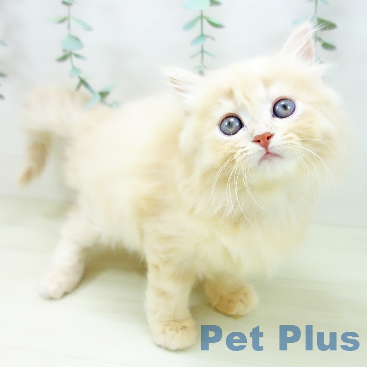 千葉県のマンチカン (ペットプラス 柏店/2025年10月30日生まれ/男の子/クリームタビー)の子猫の1枚目の画像