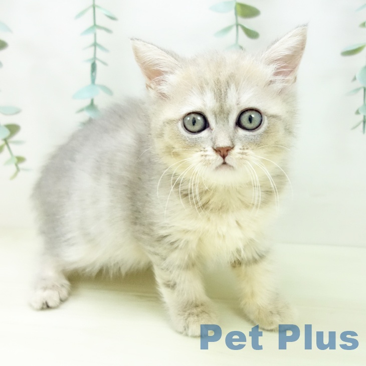 長野県のマンチカン (ペットプラス 上田店/2025年10月30日生まれ/女の子/ブルータビー)の子猫の1枚目の画像