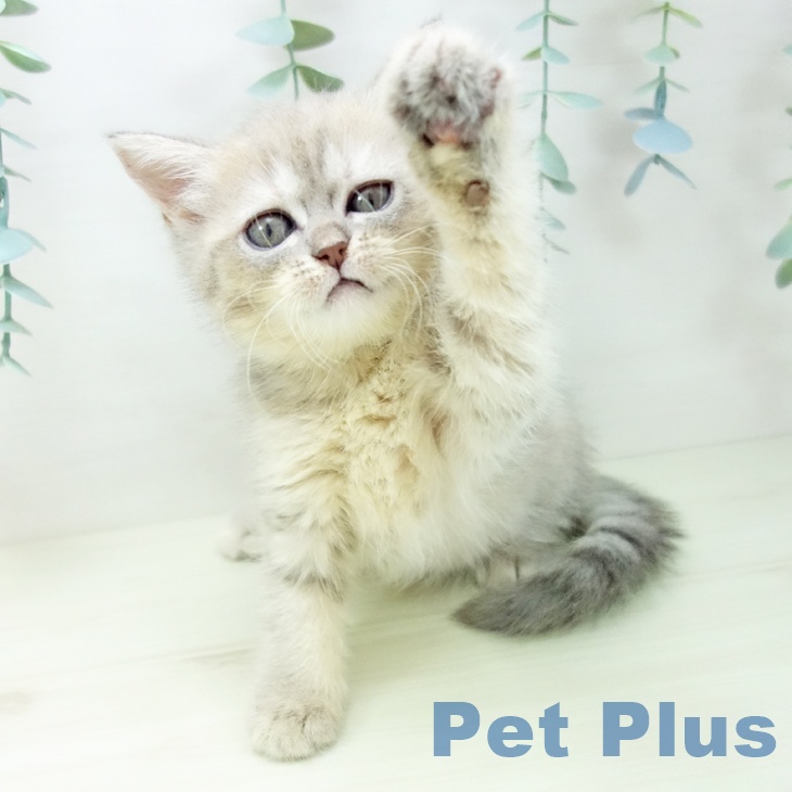 長野県のマンチカン (ペットプラス 上田店/2025年10月30日生まれ/女の子/ブルータビー)の子猫の2枚目の画像