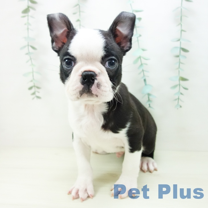 宮城県のボストンテリア (ペットプラス 名取店/2025年10月31日生まれ/男の子/ボストンカラー)の子犬の1枚目の画像