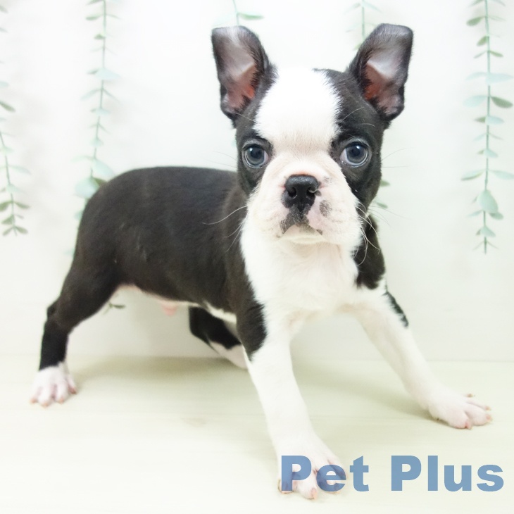 宮城県のボストンテリア (ペットプラス 名取店/2025年10月31日生まれ/男の子/ボストンカラー)の子犬の2枚目の画像