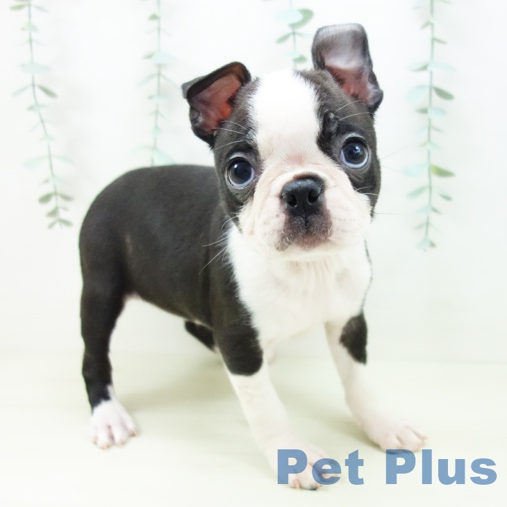 茨城県のボストンテリア (ペットプラス つくば店/2025年10月31日生まれ/女の子/ボストンカラー)の子犬の1枚目の画像